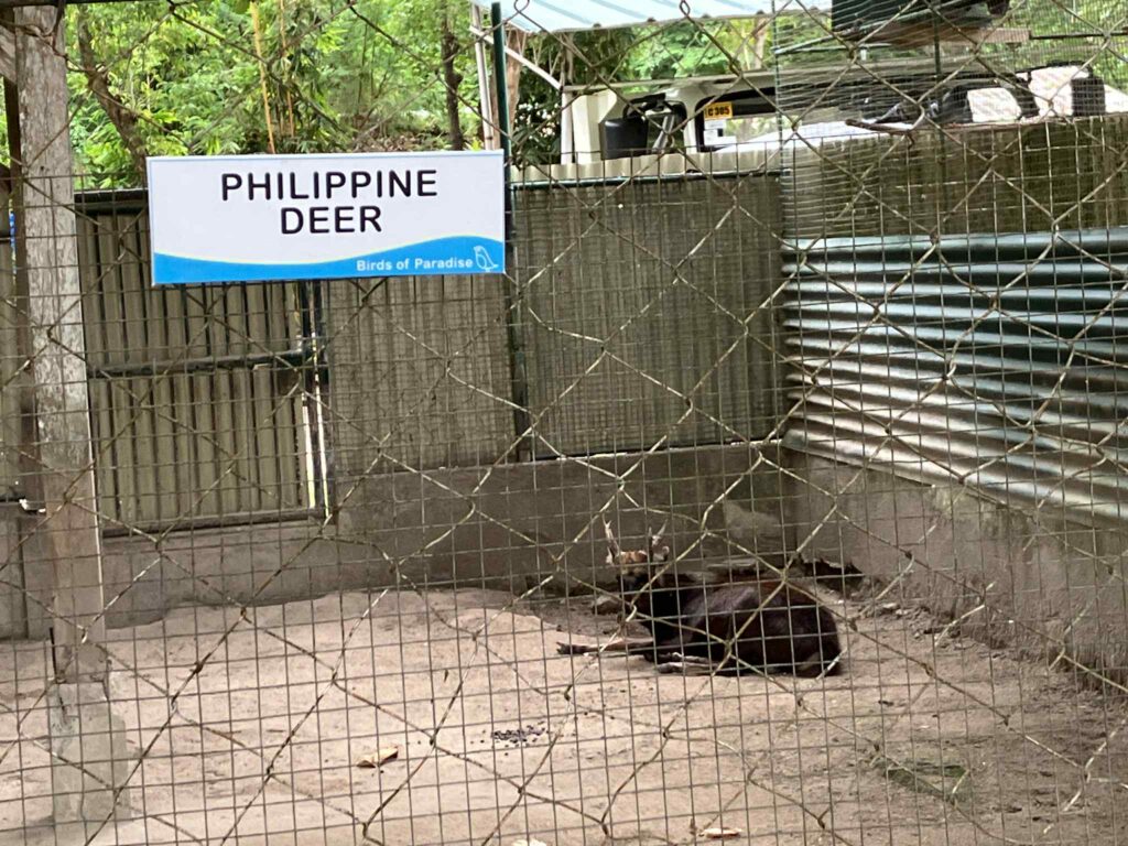 パラダイスアイランドで飼育されているフィリピンシカ