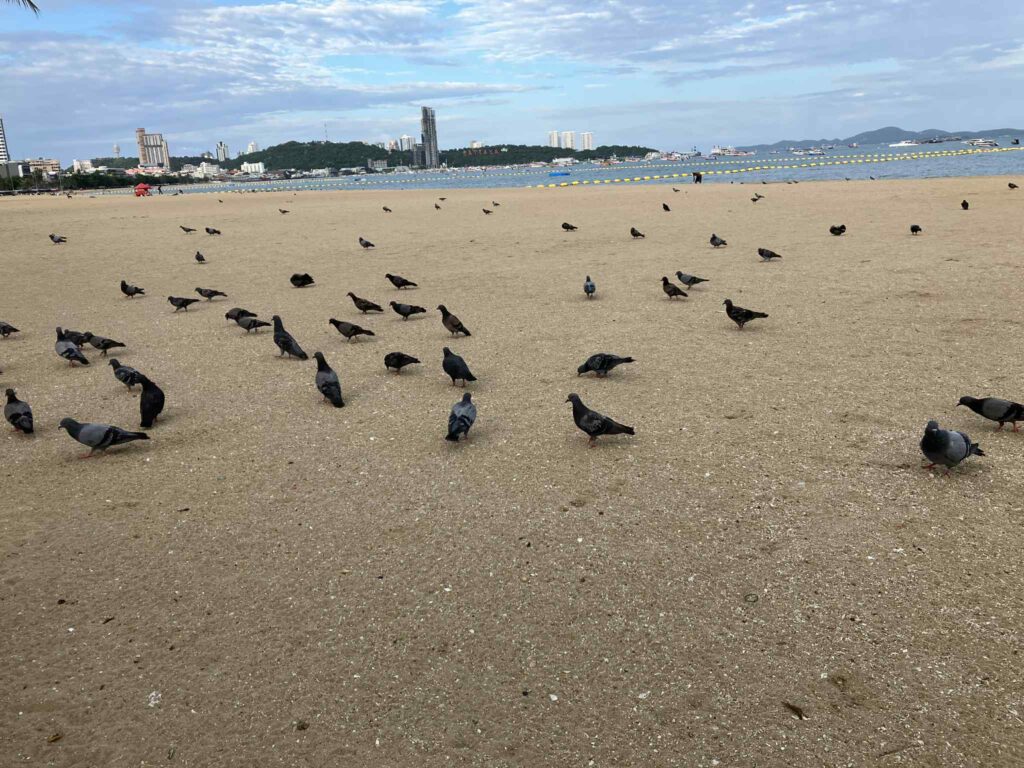 朝7時のパタヤビーチ。砂浜を歩き回る多数の鳩とその足跡が広がる風景