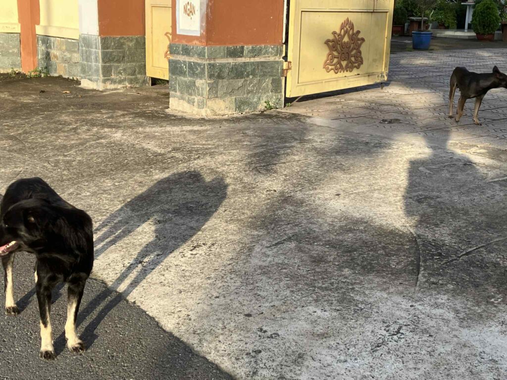 Chùa Quảng Liên寺院の番犬。Bình Thái駅周辺のローカルな雰囲気を伝える。