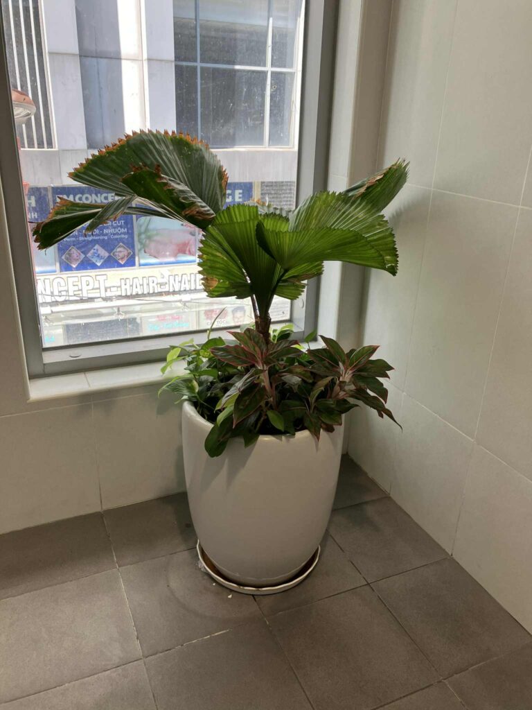 駅トイレ内に設置された観葉植物。