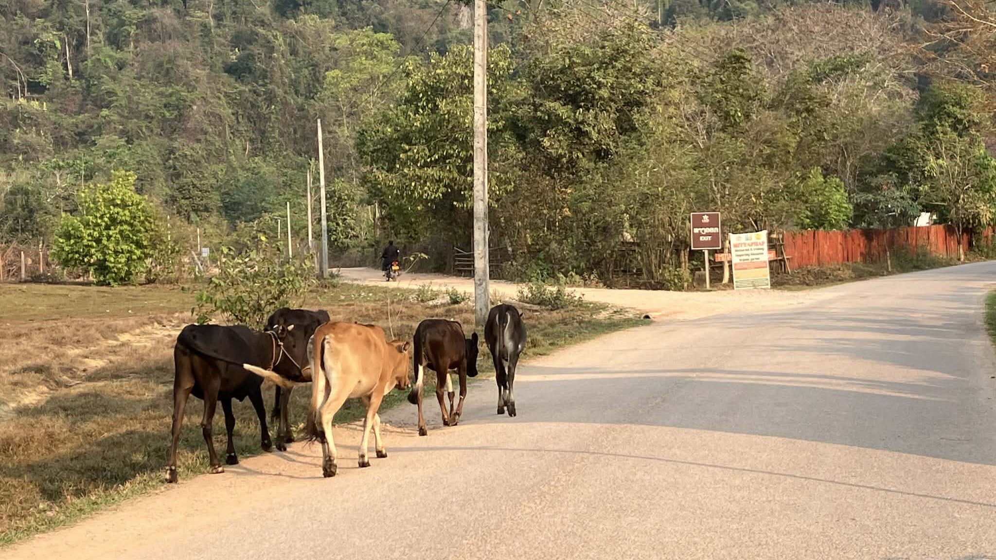 ナムサイビューポイント周辺の田舎道 牛が歩く風景