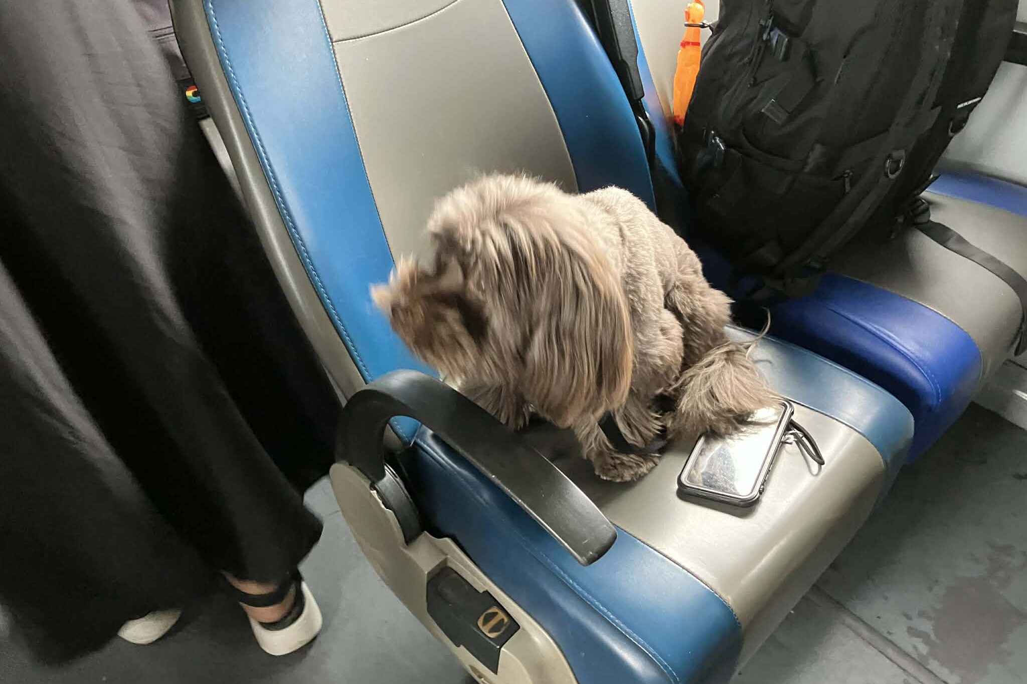 ベトナムの列車内で座席に座る犬