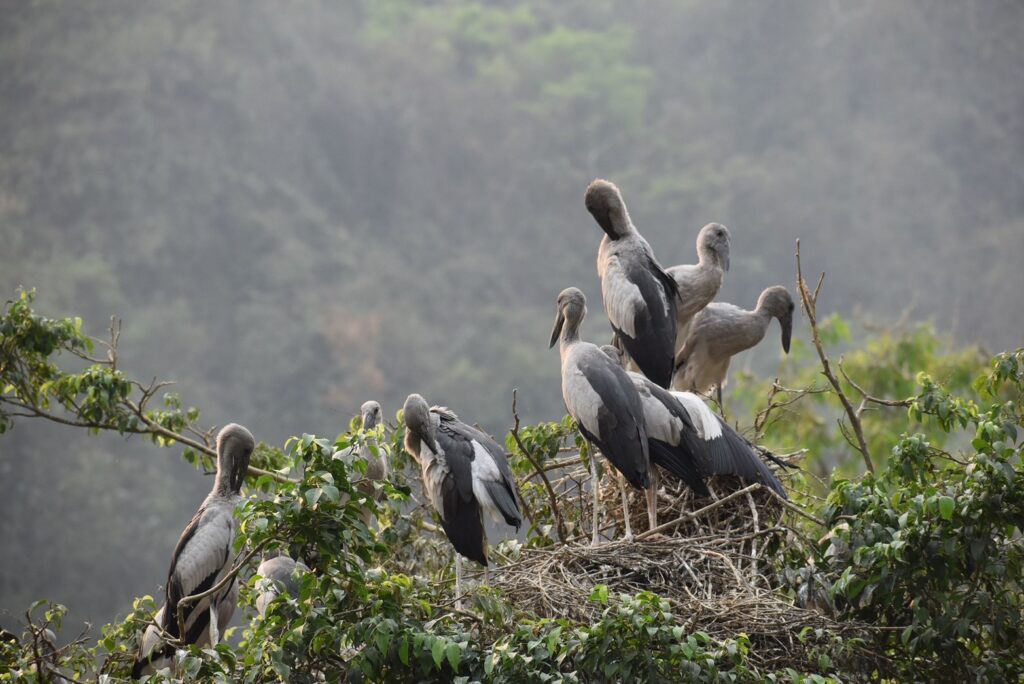 Thung Nham Bird Gardenの木に集まる鳥